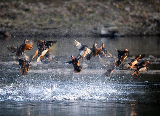 婺源鸳鸯湖水面积1200多亩，每年冬天，野生鸳鸯在这里越冬栖息。